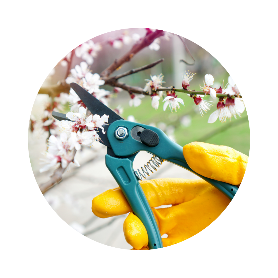 Services-pruning