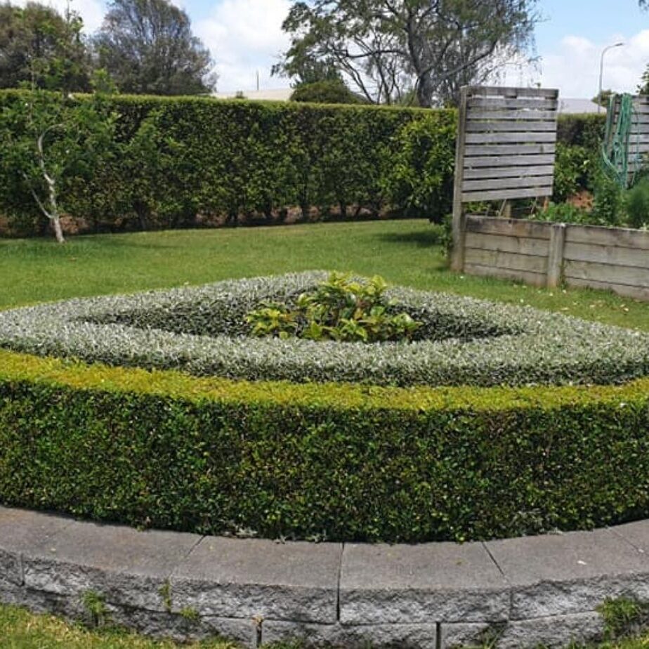 Hedge-trimming-services